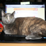 Katze sitzt auf der Tastatur